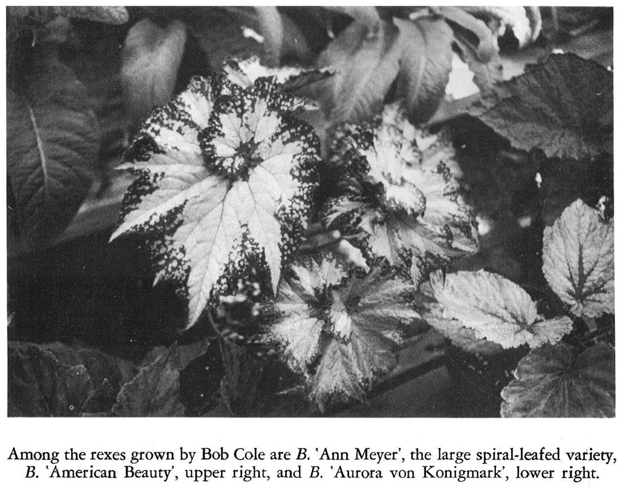 B. ‘Ann Meyer’